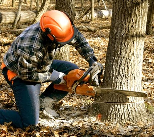 Tree Removal in Long Lake, NY